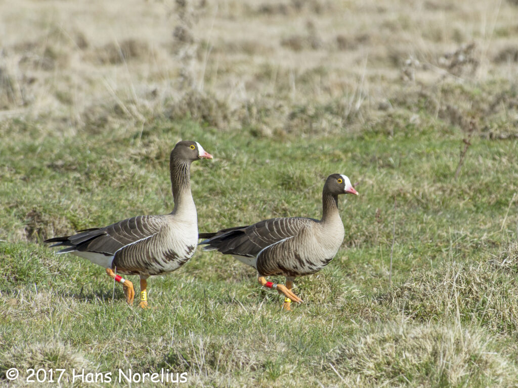 Lesser White-fronted Goose