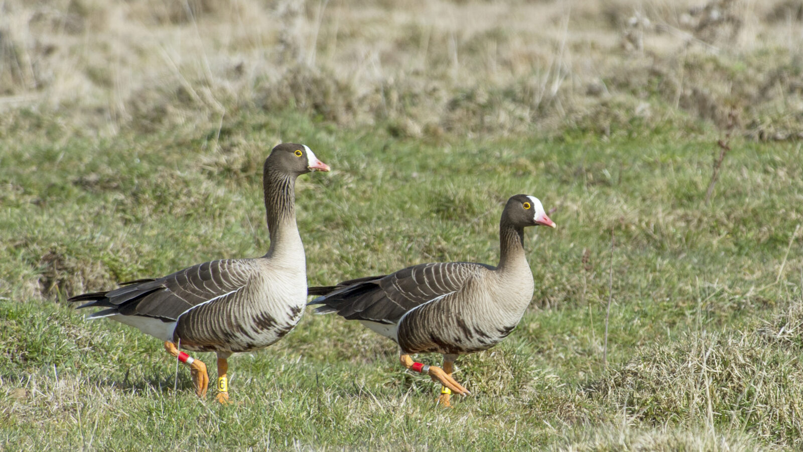 Lesser White-fronted Goose