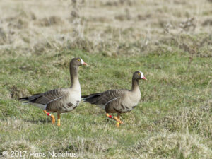 Lesser White-fronted Goose