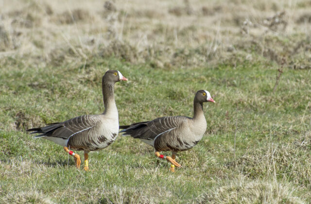Lesser White-fronted Goose