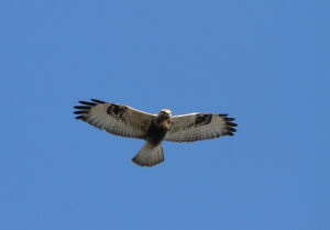 Rough-legged Buzzard