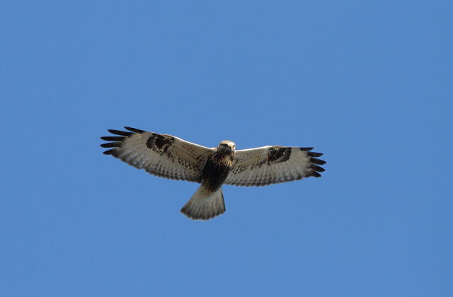 Rough-legged Buzzard