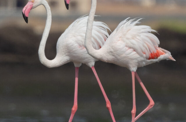 Greater Flamingo