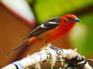 Flame-colored Tanager