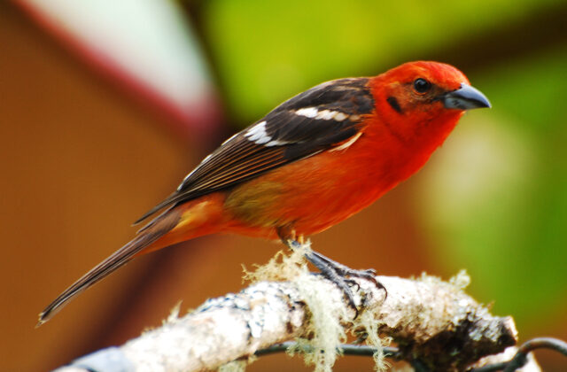 Flame-colored Tanager