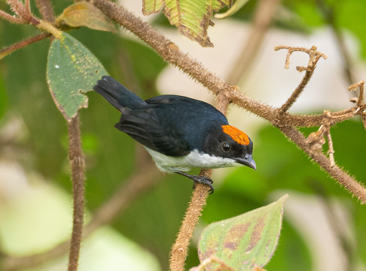Flame-crowned Flowerpecker