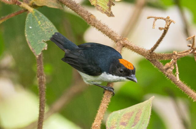Flame-crowned Flowerpecker