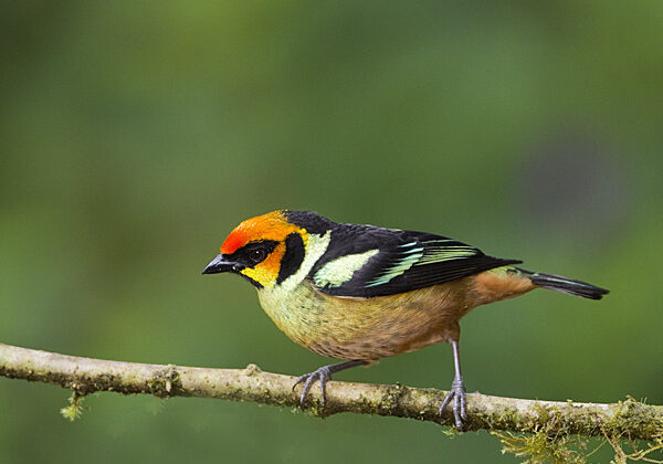Flame-faced Tanager