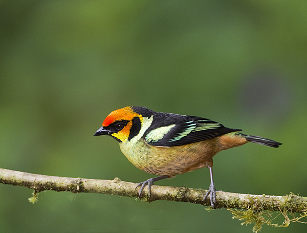 Flame-faced Tanager