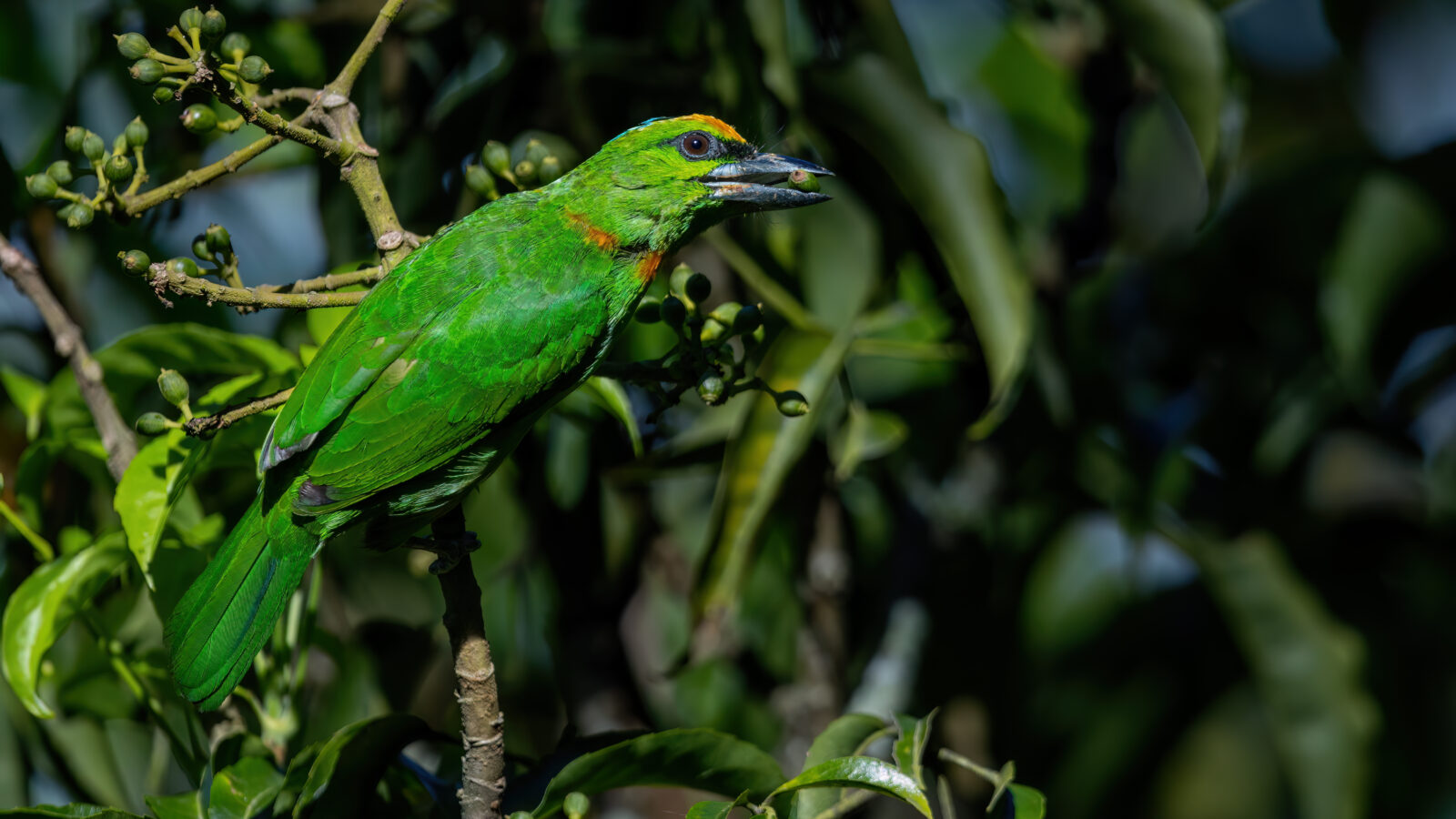 Flame-fronted Barbet