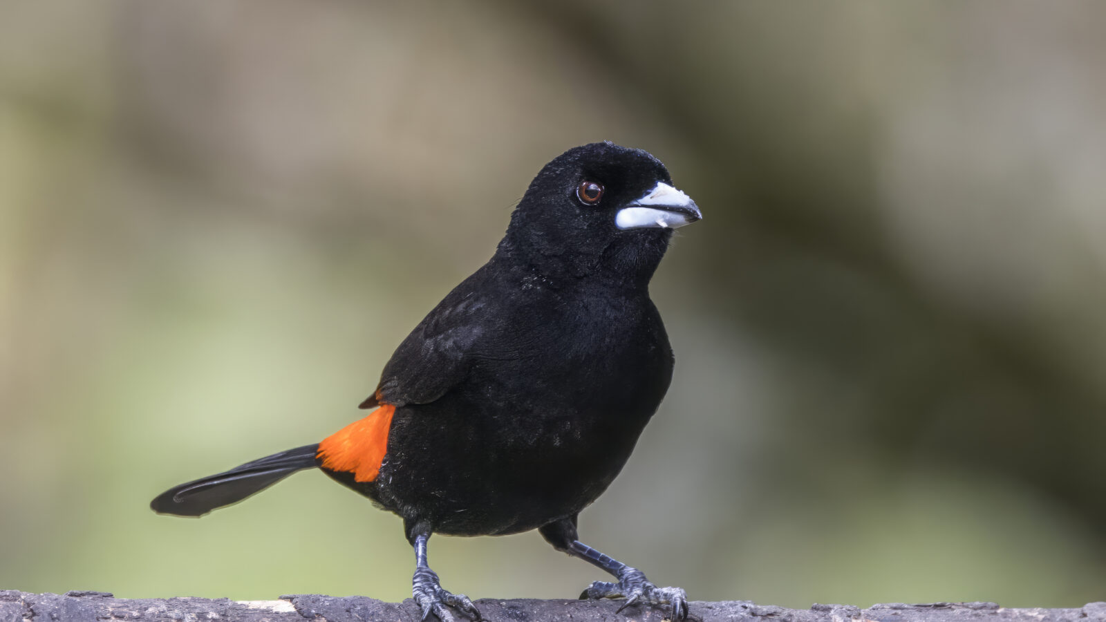 Flame-rumped Tanager