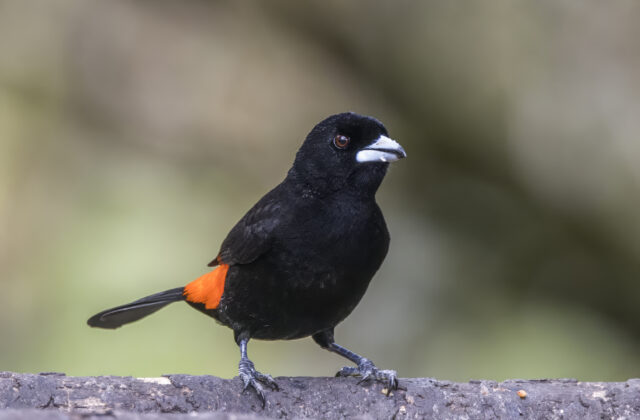 Flame-rumped Tanager