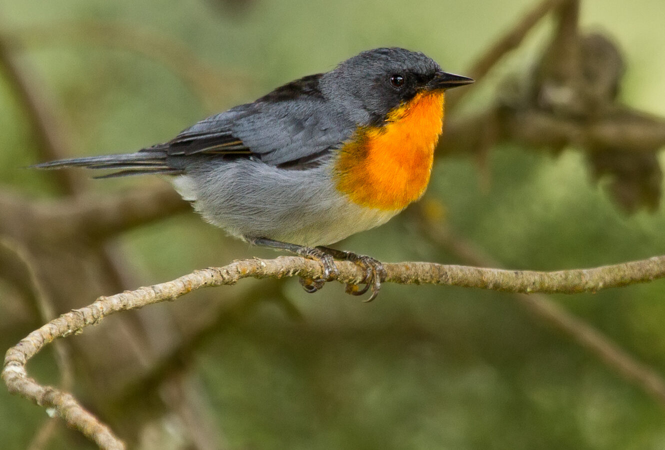 Flame-throated Warbler