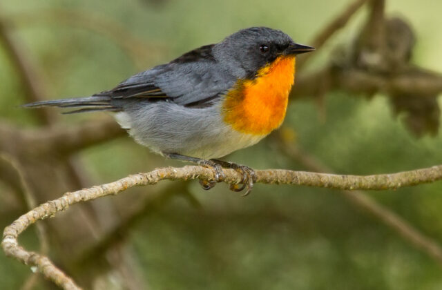 Flame-throated Warbler