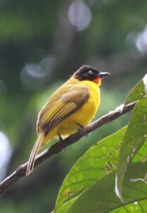 Flame-throated Bulbul