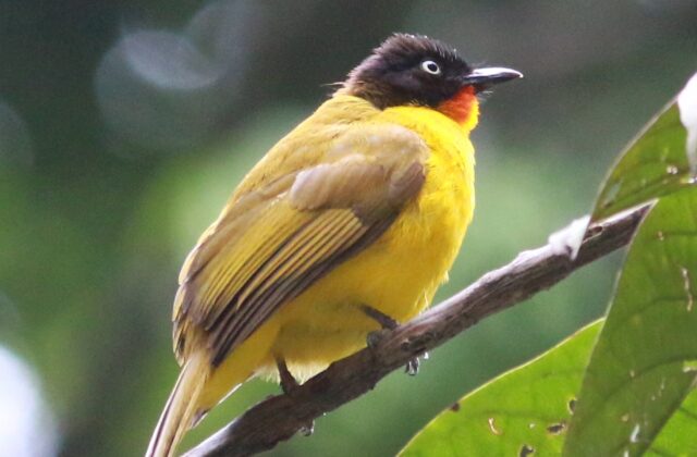 Flame-throated Bulbul