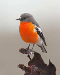 Flame Robin