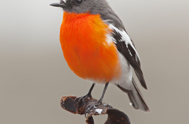 Flame Robin