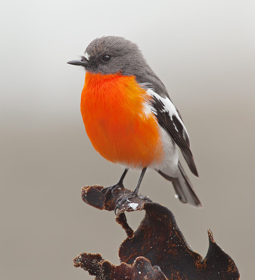 Flame Robin