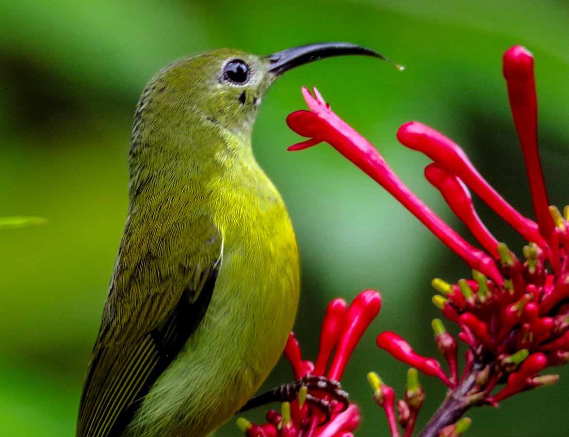 Flaming Sunbird