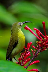 Flaming Sunbird