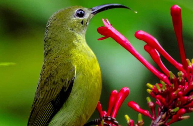 Flaming Sunbird