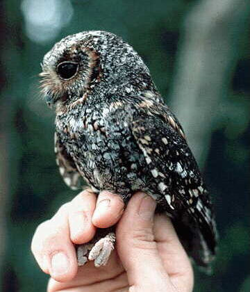 Flammulated Owl