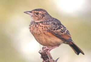 Flappet Lark