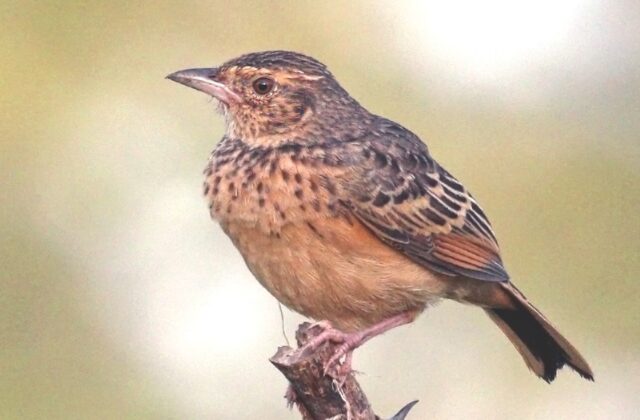 Flappet Lark