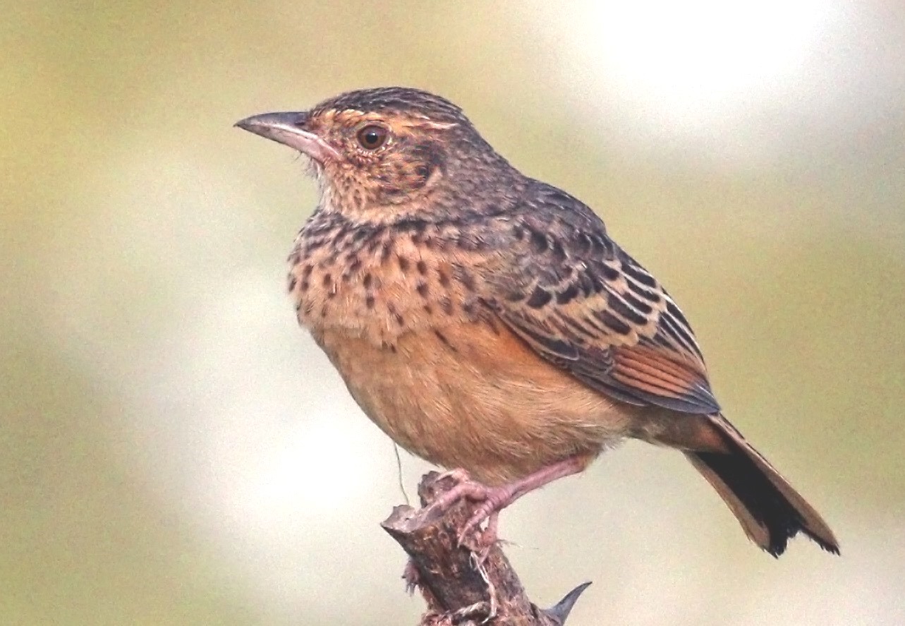 Flappet Lark