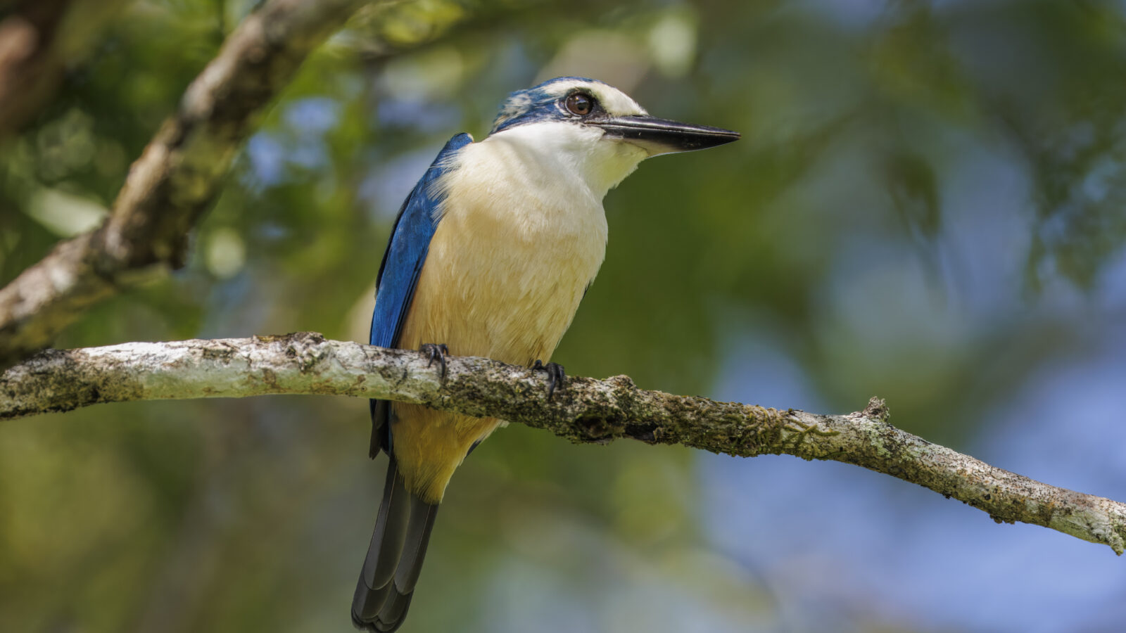 Flat-billed Kingfisher