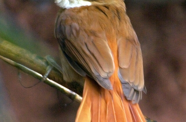 White-eyed Foliage-gleaner