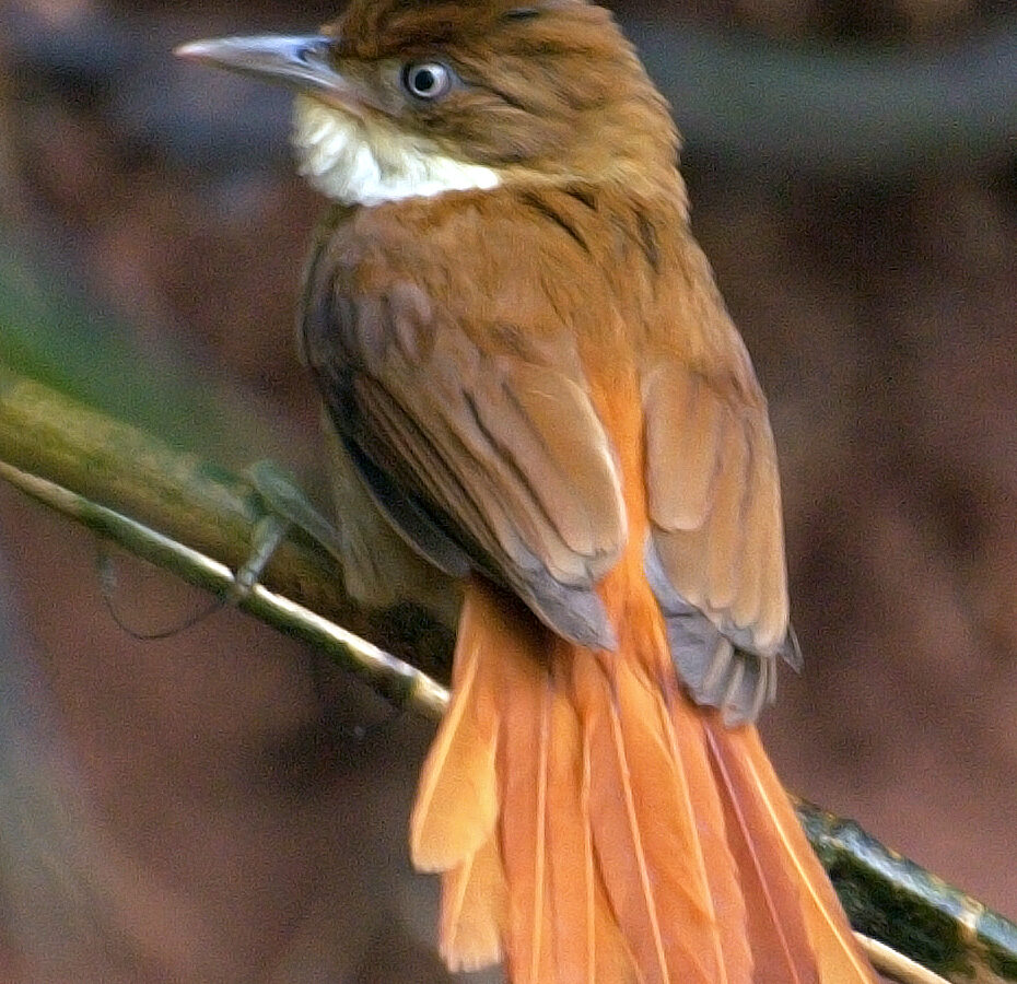 White-eyed Foliage-gleaner