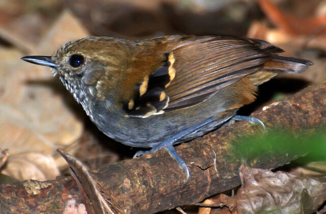 Star-throated Antwren