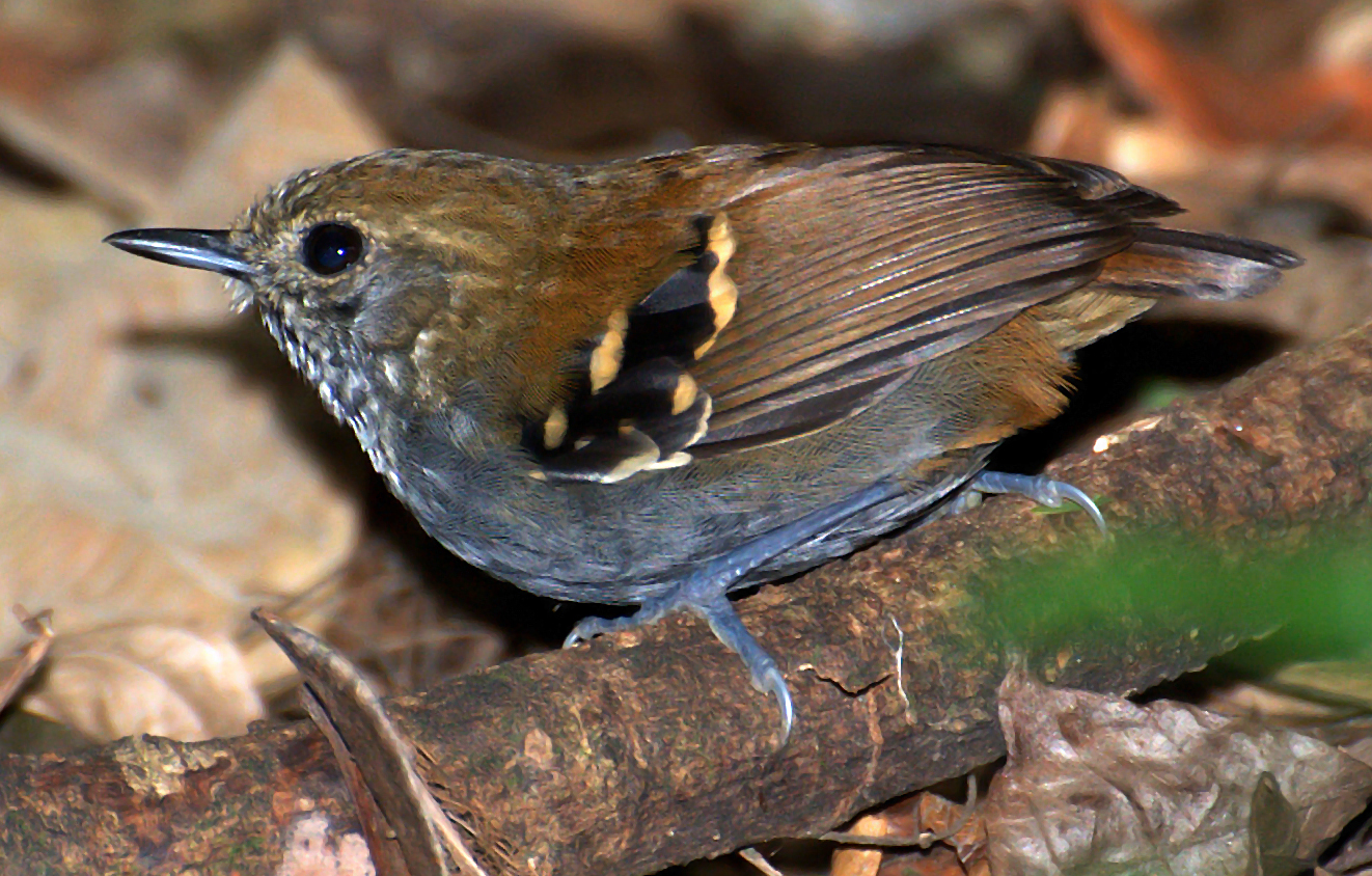 Star-throated Antwren