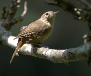 Southern House Wren