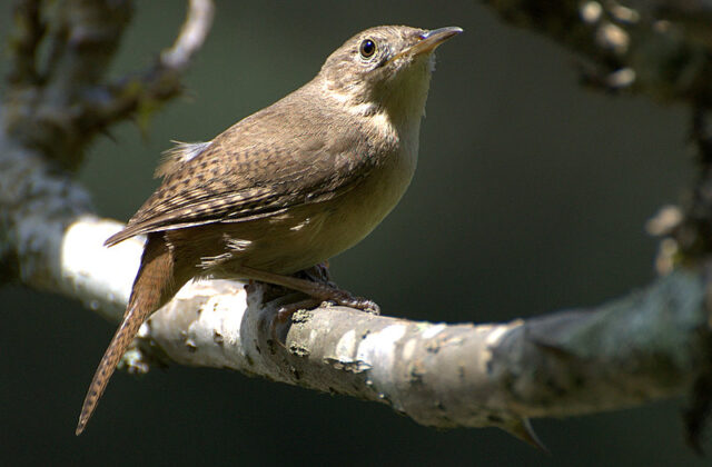 Southern House Wren