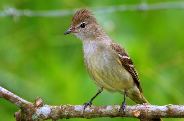 Yellow-bellied Elaenia