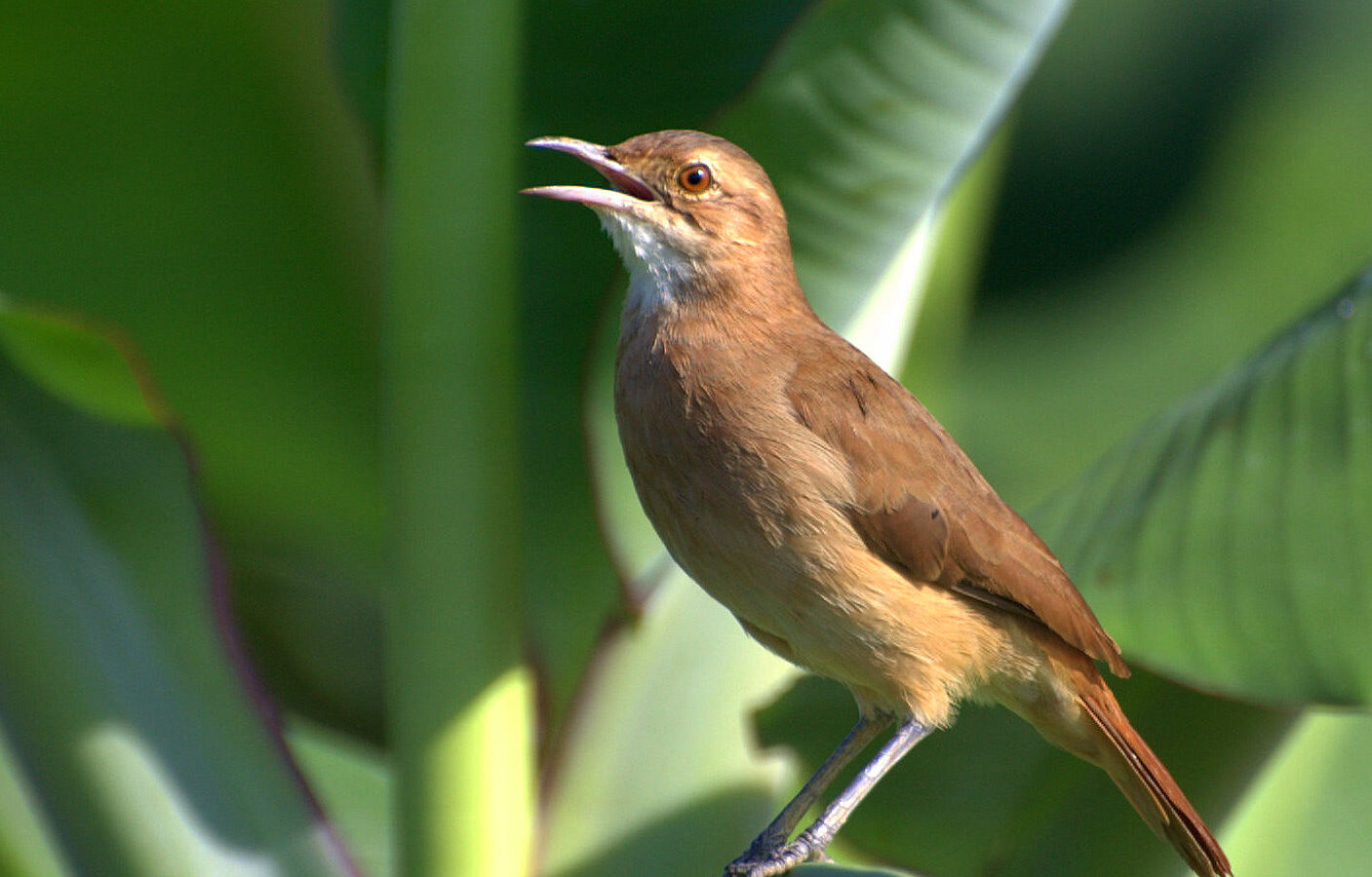 Rufous Hornero