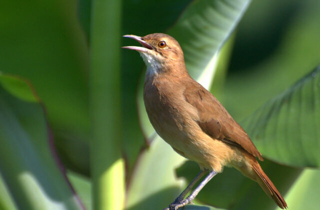 Rufous Hornero