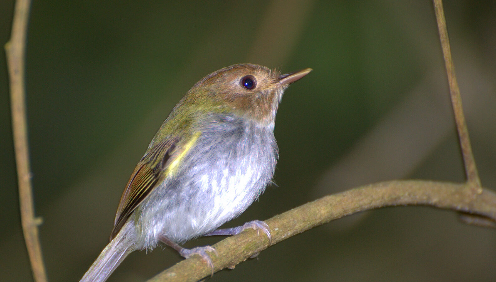 Fork-tailed Tody-Tyrant