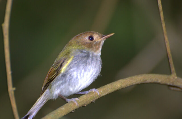 Fork-tailed Tody-Tyrant