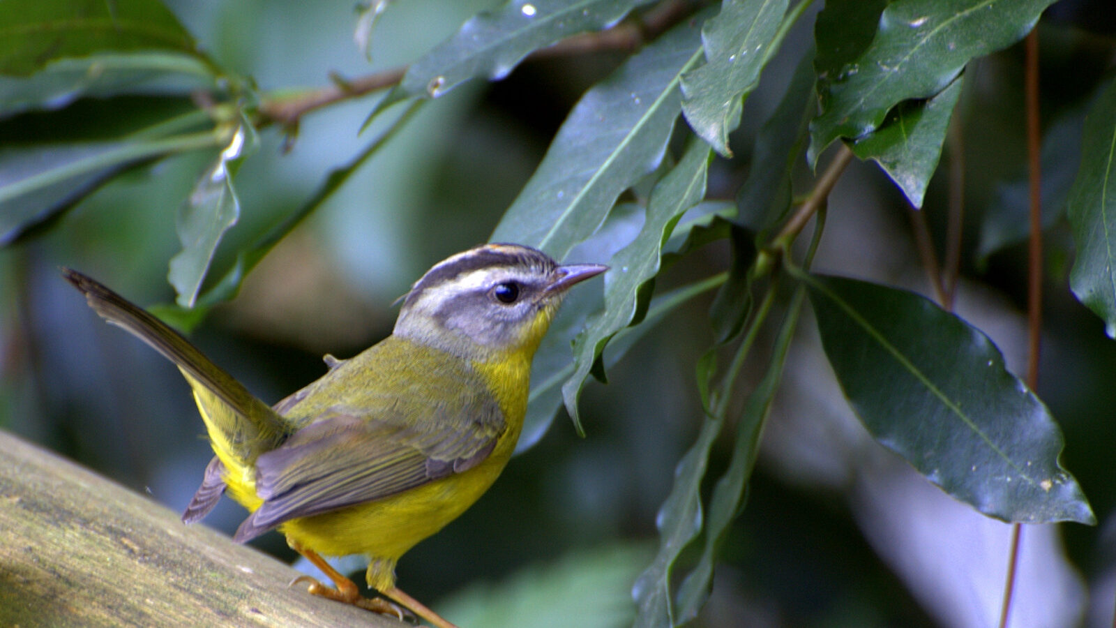 Golden-crowned Warbler