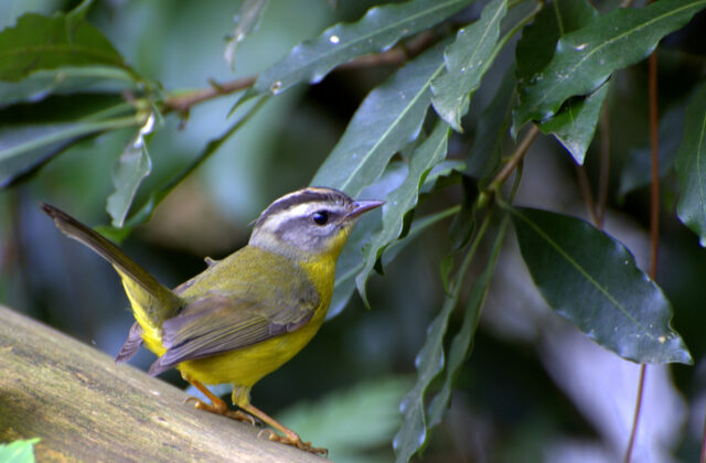 Golden-crowned Warbler