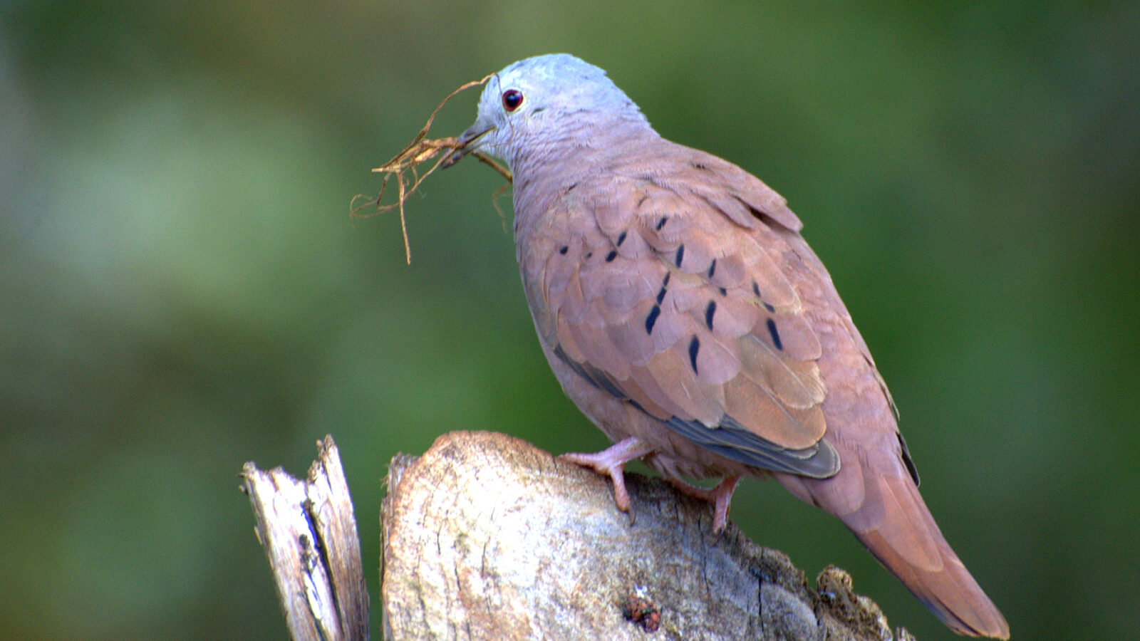 Ruddy Ground Dove