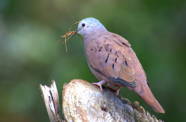 Ruddy Ground Dove