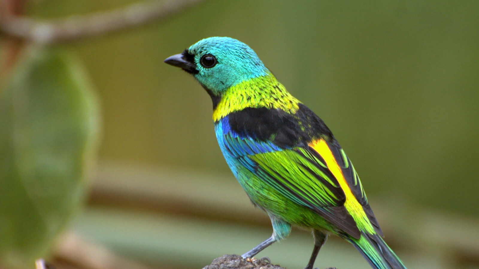Green-headed Tanager