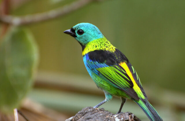 Green-headed Tanager