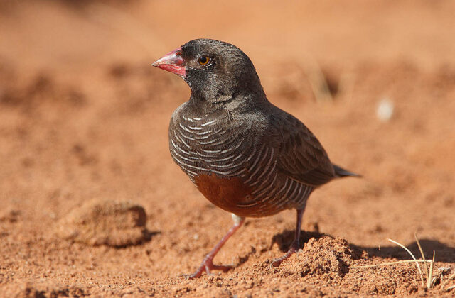 Quailfinch