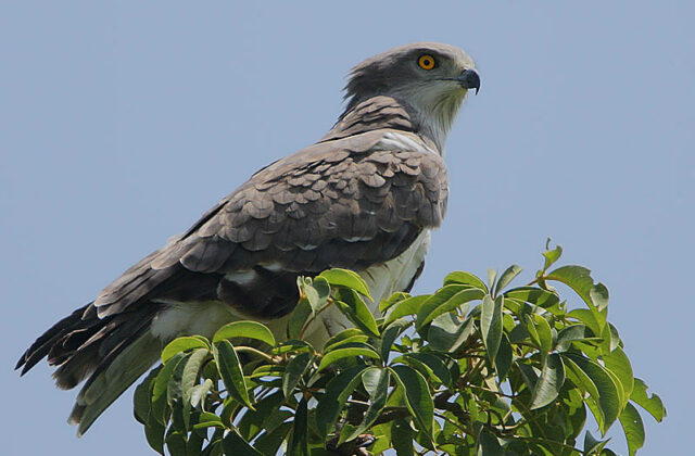 Beaudouin’s Snake Eagle